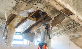 Why You Should Choose Our Mold Remediation Services in Melrose Park, NY